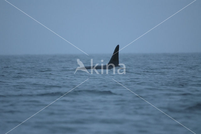 Killer Whale