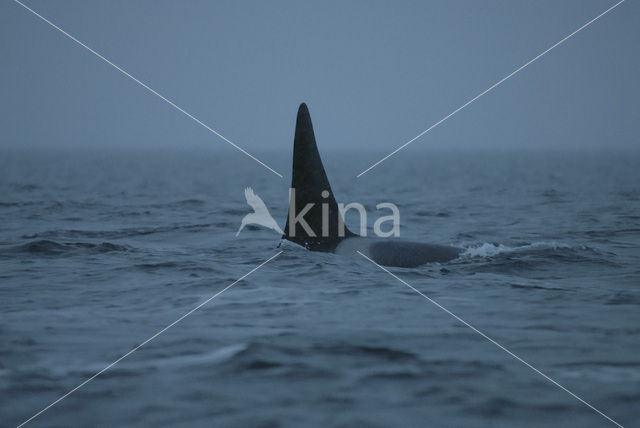 Killer Whale