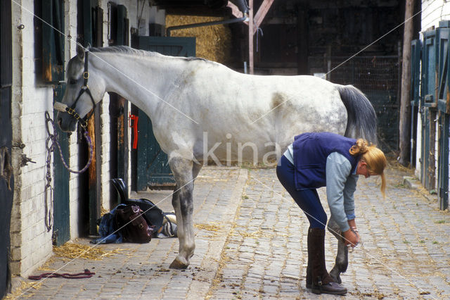 Paard (Equus spp)