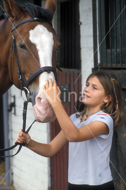 Paard (Equus spp)