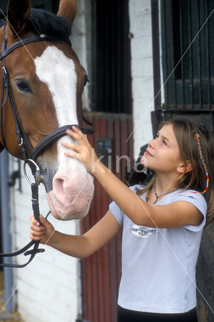 Paard (Equus spp)