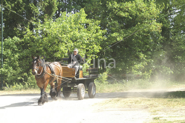 Paard (Equus spp)