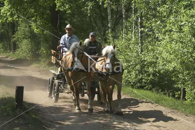 Paard (Equus spp)