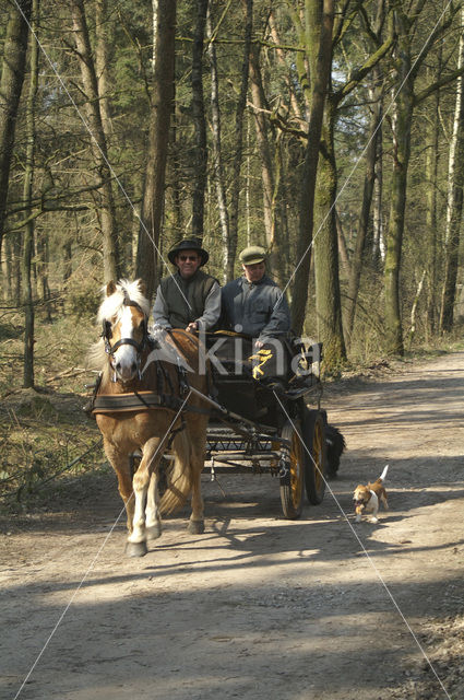 Paard (Equus spp)