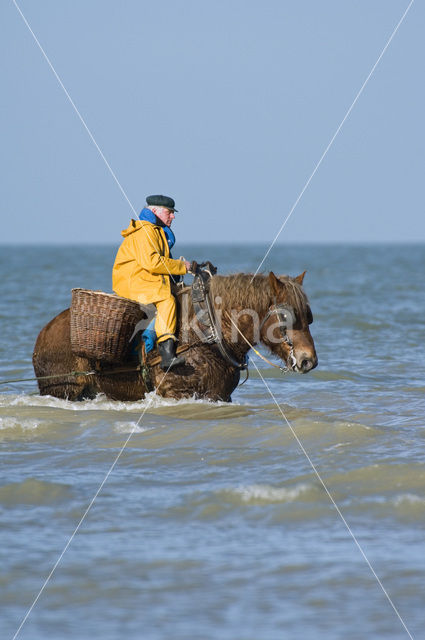 Horse (Equus spp)