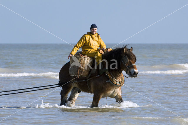 Horse (Equus spp)