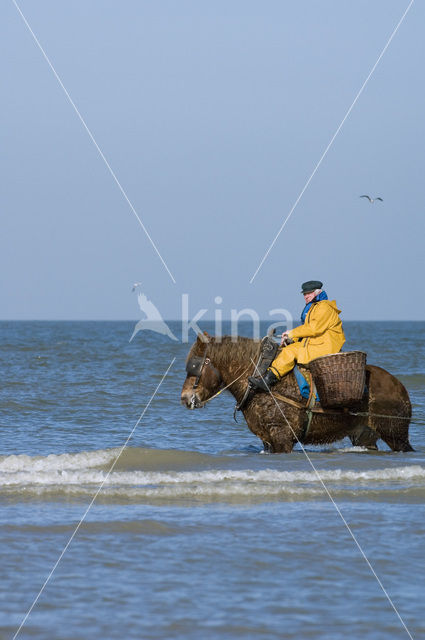 Paard (Equus spp)