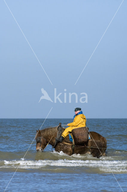 Paard (Equus spp)