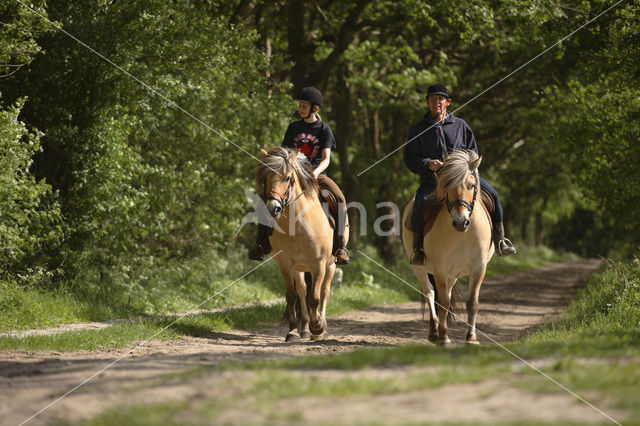 Paard