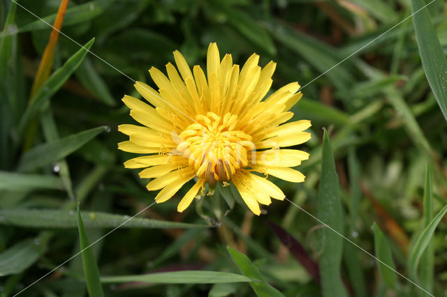 Paardenbloem (Taraxacum spec.)