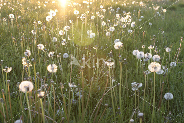 Paardenbloem (Taraxacum spec.)