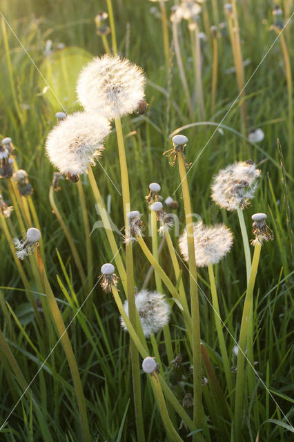 Paardenbloem (Taraxacum spec.)