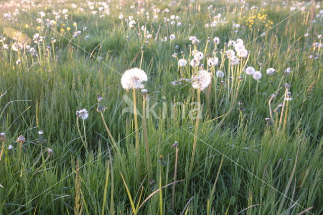 Paardenbloem (Taraxacum spec.)