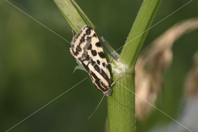 Panteruiltje (Emmelia trabealis)