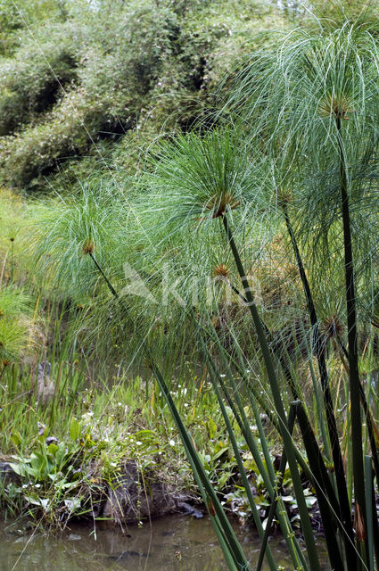 Papyrus (Cyperus papyrus)