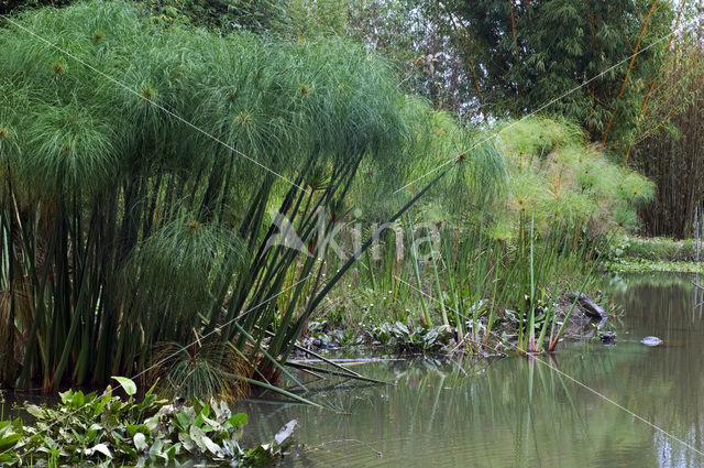 Papyrus (Cyperus papyrus)