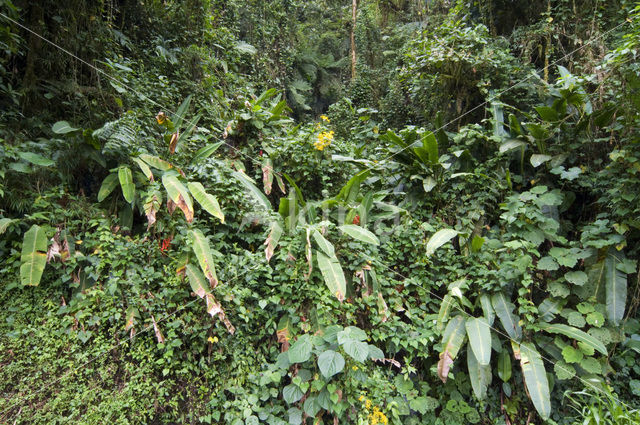 Parque Nacional Tapanti