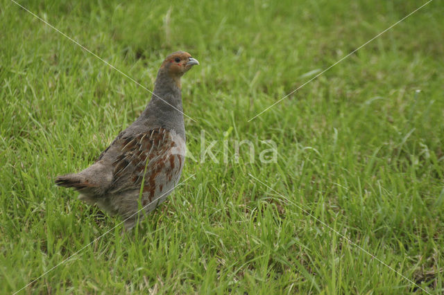 Patrijs (Perdix perdix)