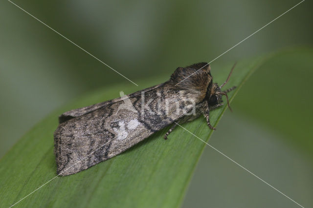 Peppel-orvlinder (Tethea ocularis)