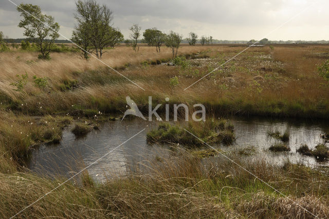 Purple Moor-grass (Molinia caerulea)