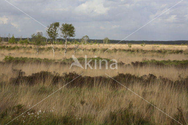 Purple Moor-grass (Molinia caerulea)
