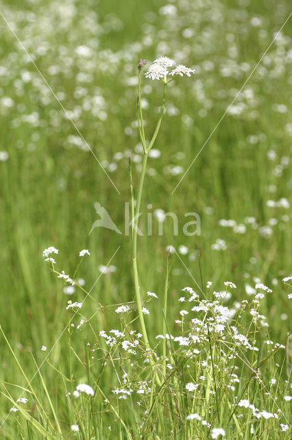 Tubular Waterdropwort (Oenanthe fistulosa)