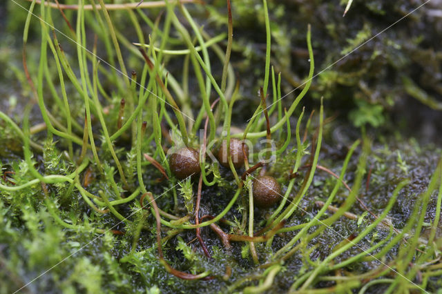 Pillwort (Pilularia globulifera)