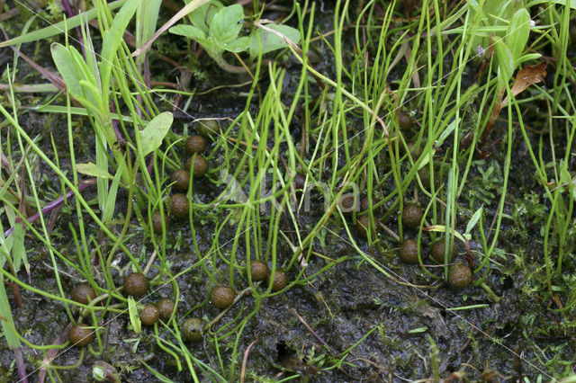 Pillwort (Pilularia globulifera)