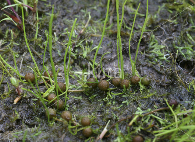 Pillwort (Pilularia globulifera)