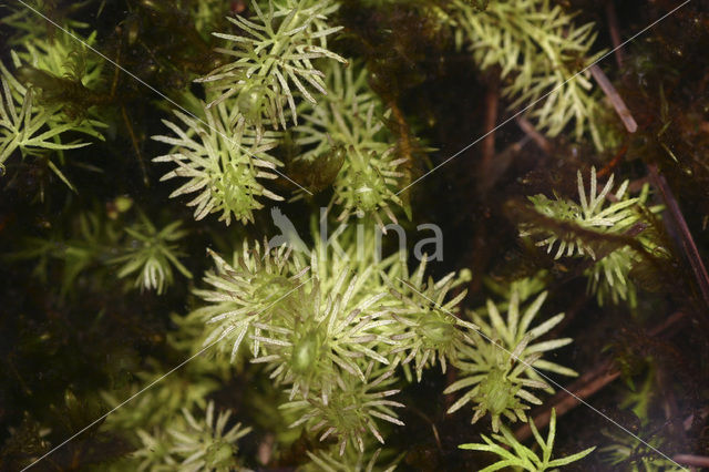 Intermediate Bladderwort (Utricularia intermedia)