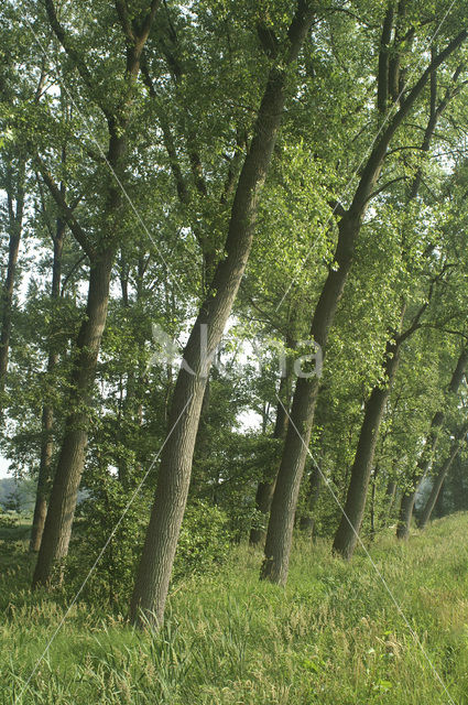 Poplar (Populus spec.)