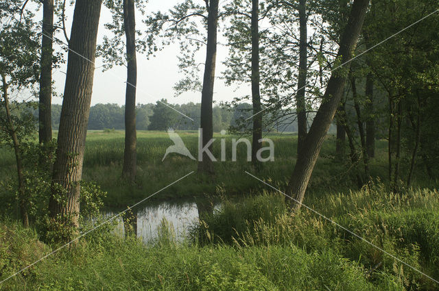 Poplar (Populus spec.)