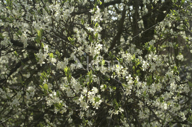 Plum (Prunus domestica)