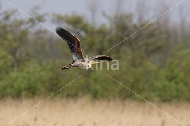 Purperreiger (Ardea purpurea)