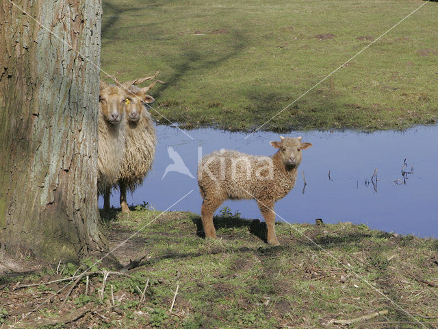 Racka Sheep (Ovis domesticus)