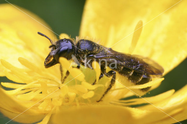 Sleepy Carpenter Bee (Chelostoma florisomne)