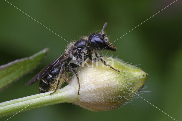 Sleepy Carpenter Bee (Chelostoma florisomne)