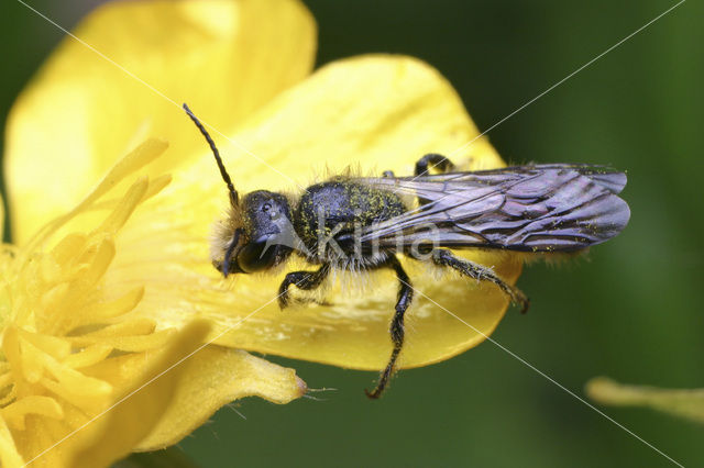 Sleepy Carpenter Bee (Chelostoma florisomne)