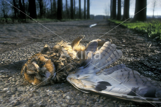 Long-eared Owl (Asio otus)