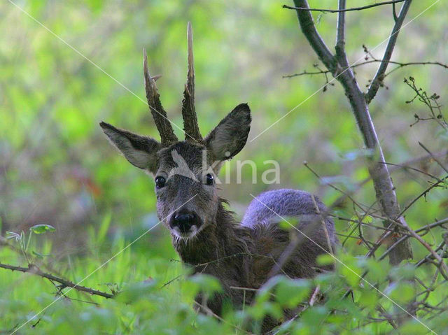 Roe Deer (Capreolus capreolus)