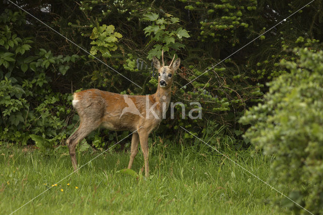 Roe Deer (Capreolus capreolus)