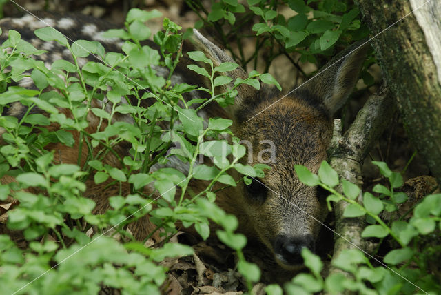 Roe Deer (Capreolus capreolus)