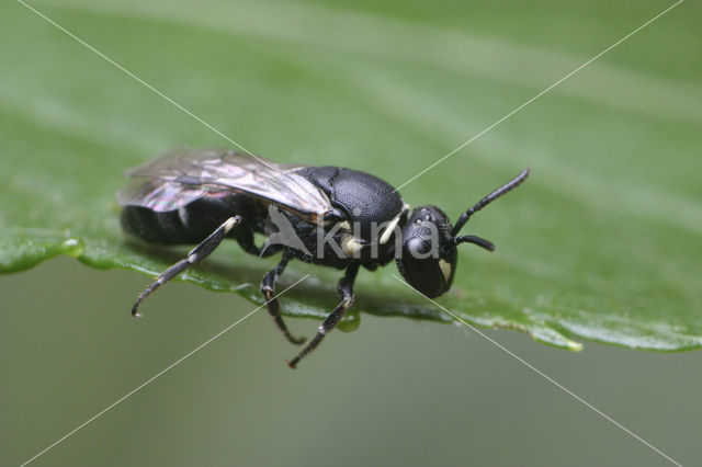 Resedamaskerbij (Hylaeus signatus)