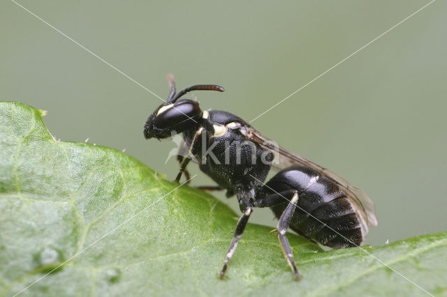 Resedamaskerbij (Hylaeus signatus)