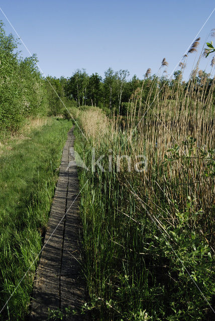 Riet (Phragmites australis)