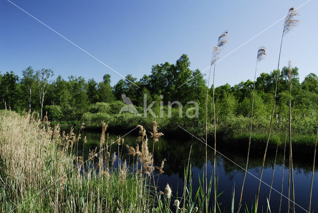 Common Reed (Phragmites australis)