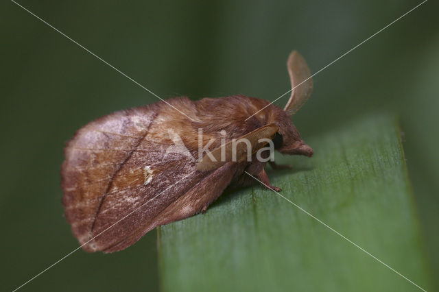 The Drinker (Euthrix potatoria)