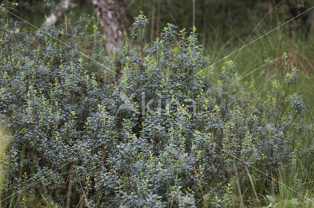 Rijsbes (Vaccinium uliginosum)