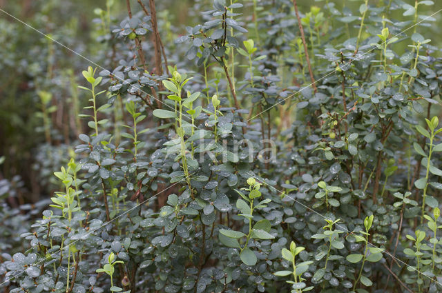 Bog Bilberry (Vaccinium uliginosum)