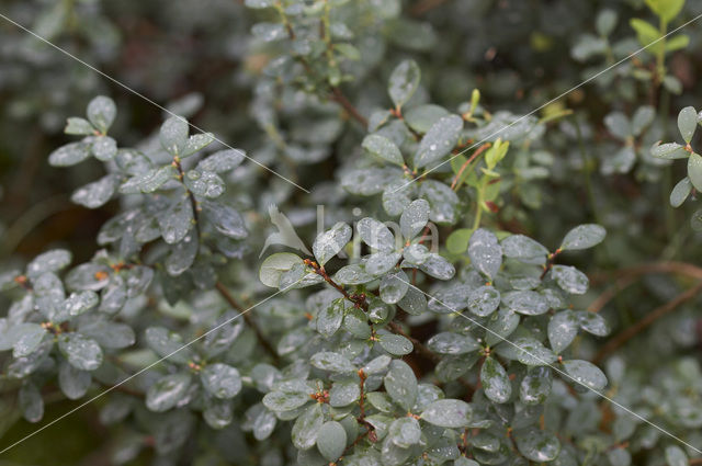 Rijsbes (Vaccinium uliginosum)